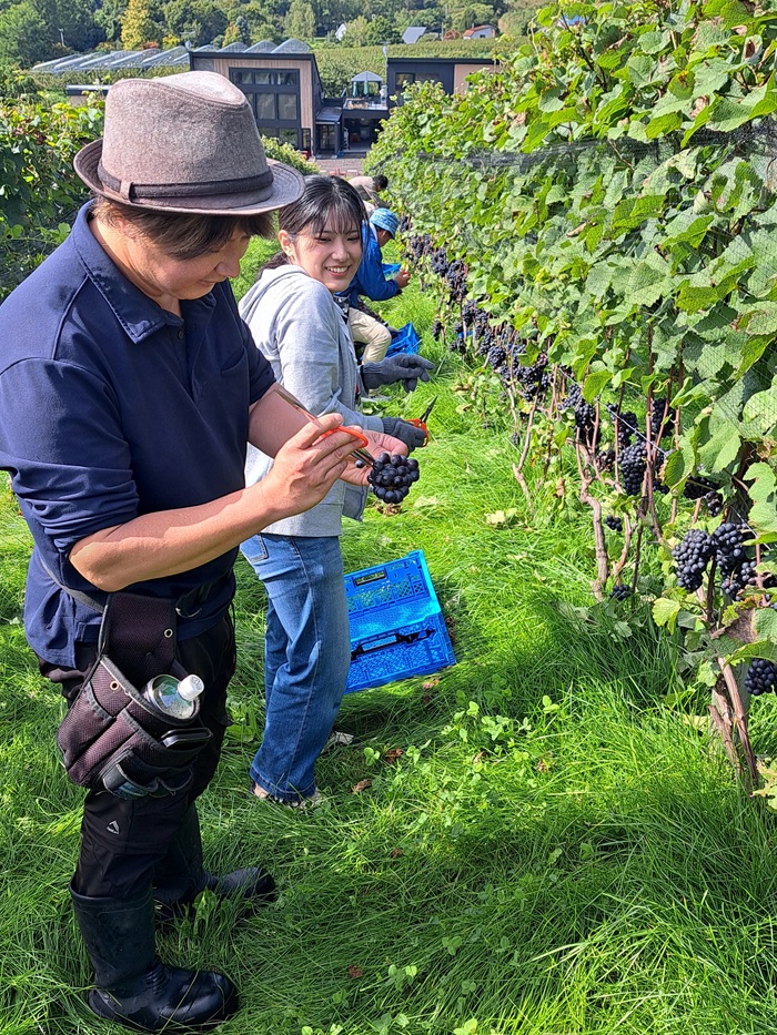 札幌国際大学　観光学部　ボランティア　仁木町　ブドウ収穫