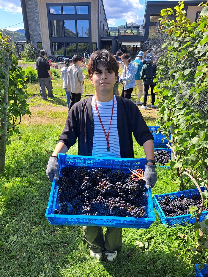 札幌国際大学　観光学部　ボランティア　仁木町　ブドウ収穫