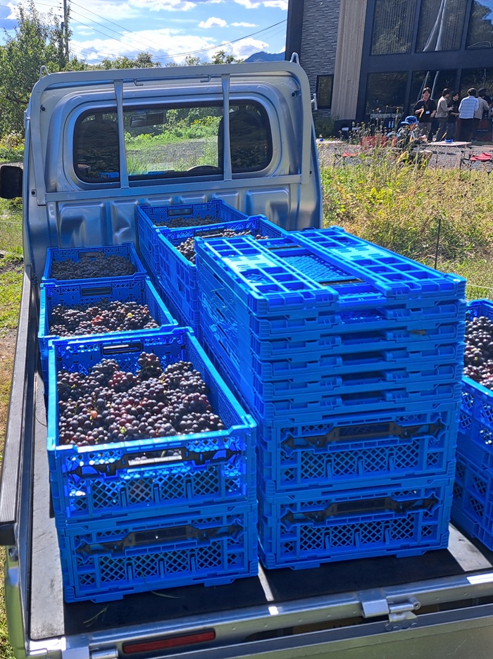 札幌国際大学　観光学部　ボランティア　仁木町　ブドウ収穫