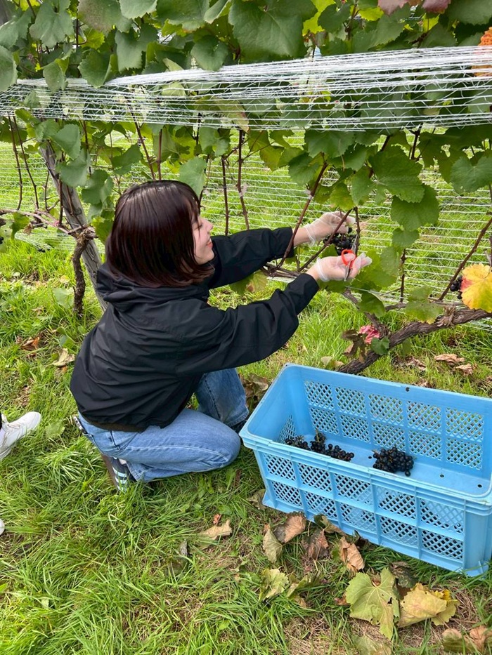 札幌国際大学　仁木町　トマップファーム