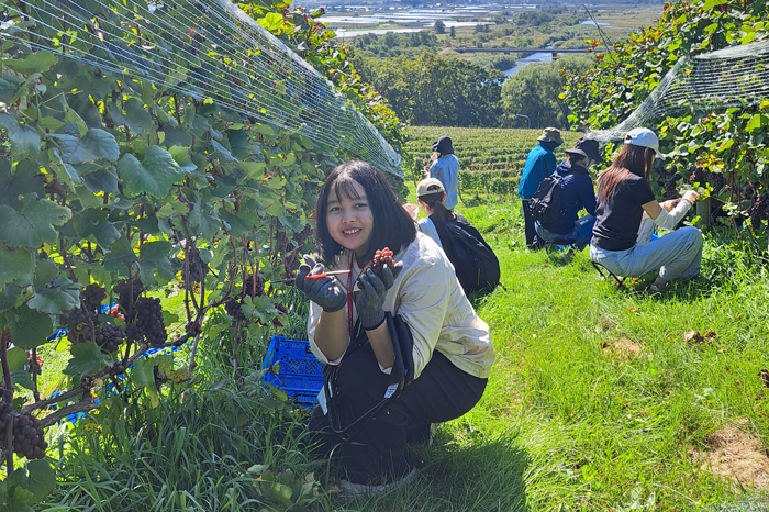 ブドウ収穫ツアーで実際に体験しているSさん